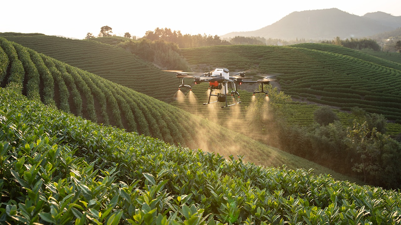 Drone over tea plantation