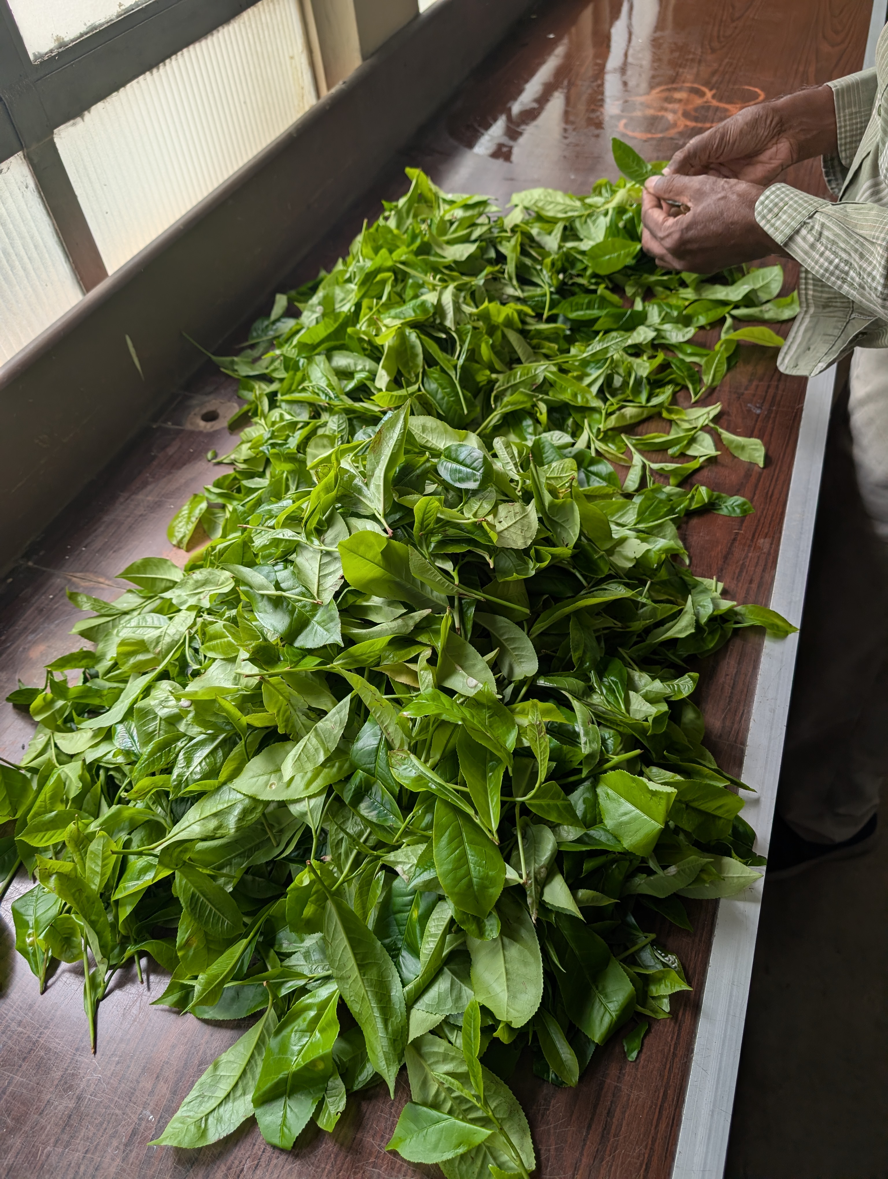 Fresh tea leaves being selected and prepared on the laboratory workbench