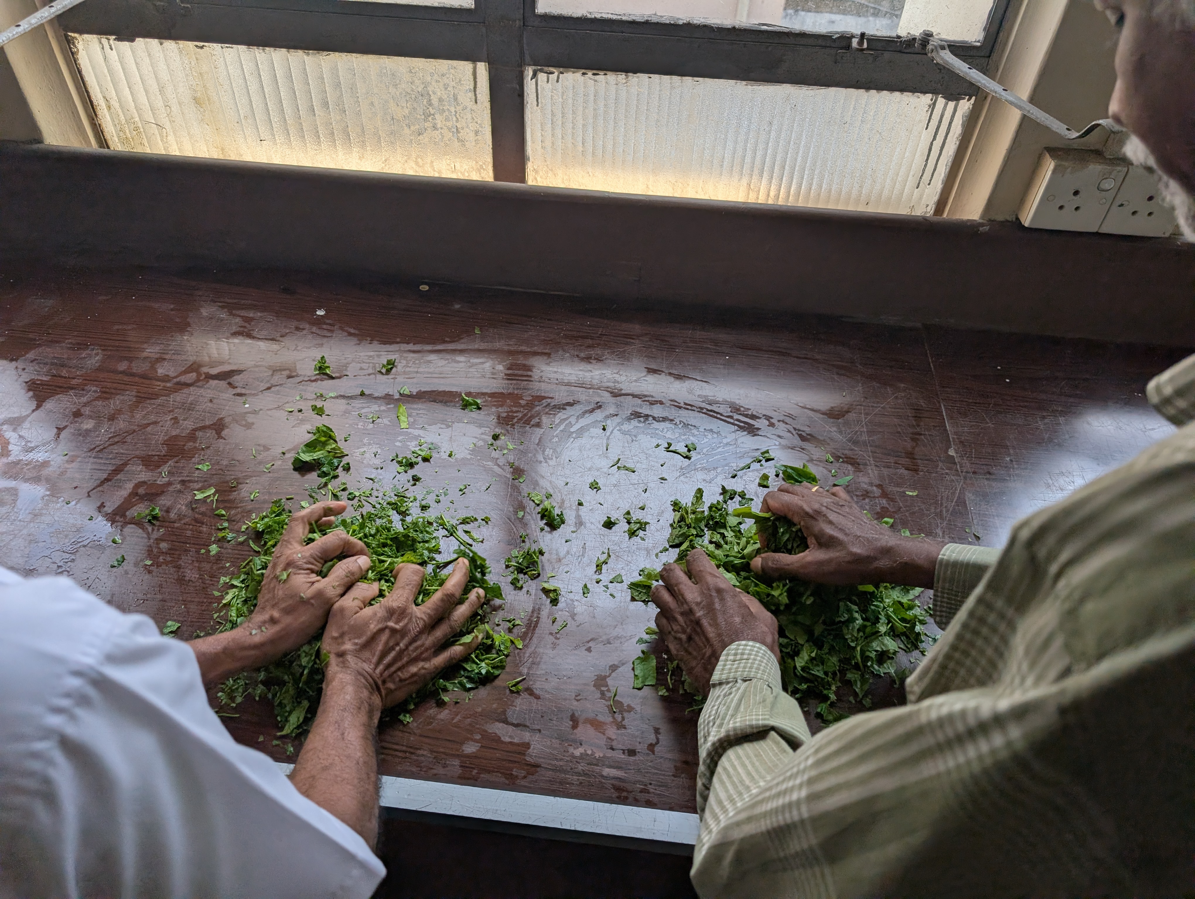 Researchers manually processing tea leaves during the project experiment