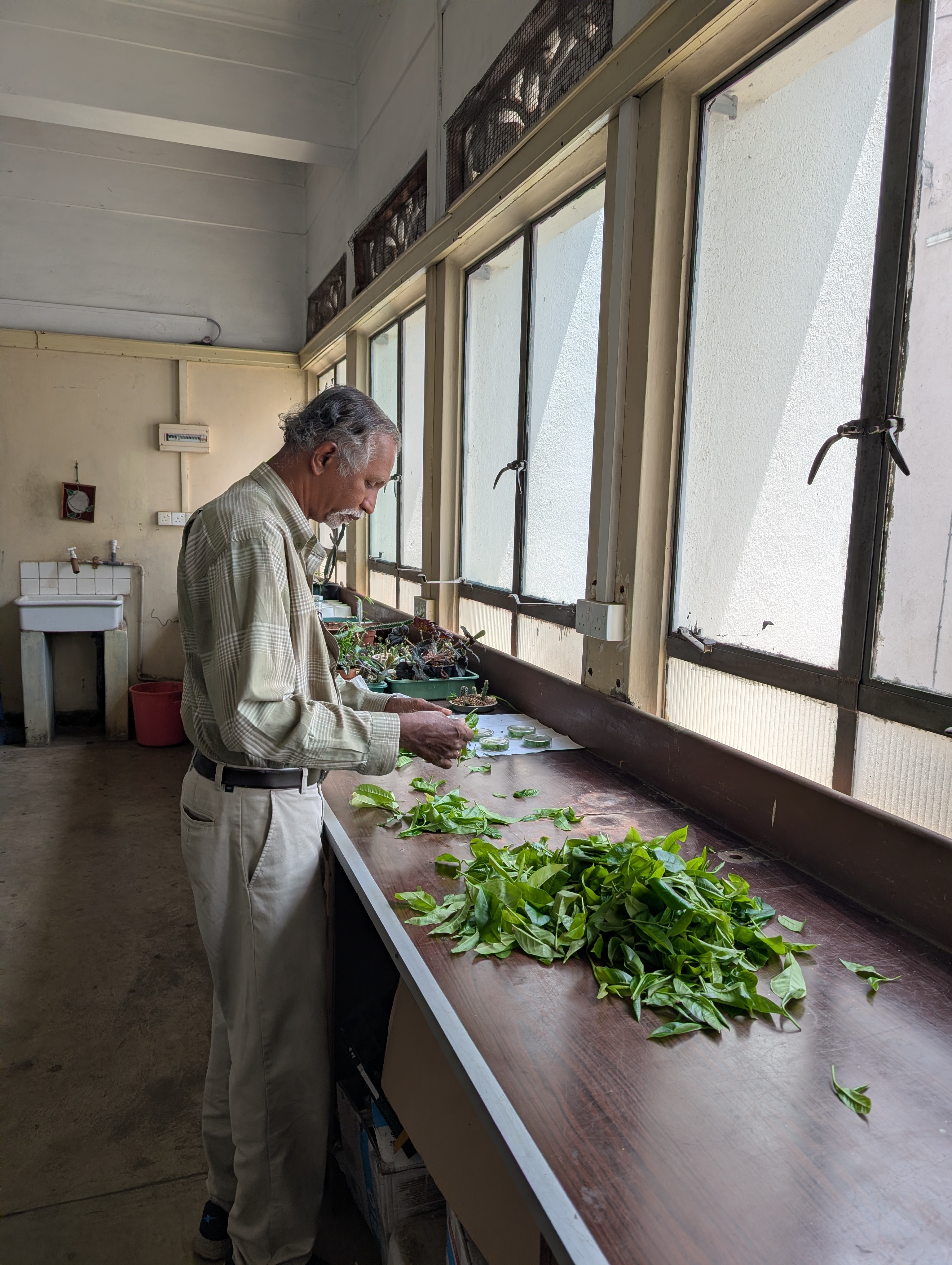 A researcher preparing tea-leaf samples beside the laboratory windows