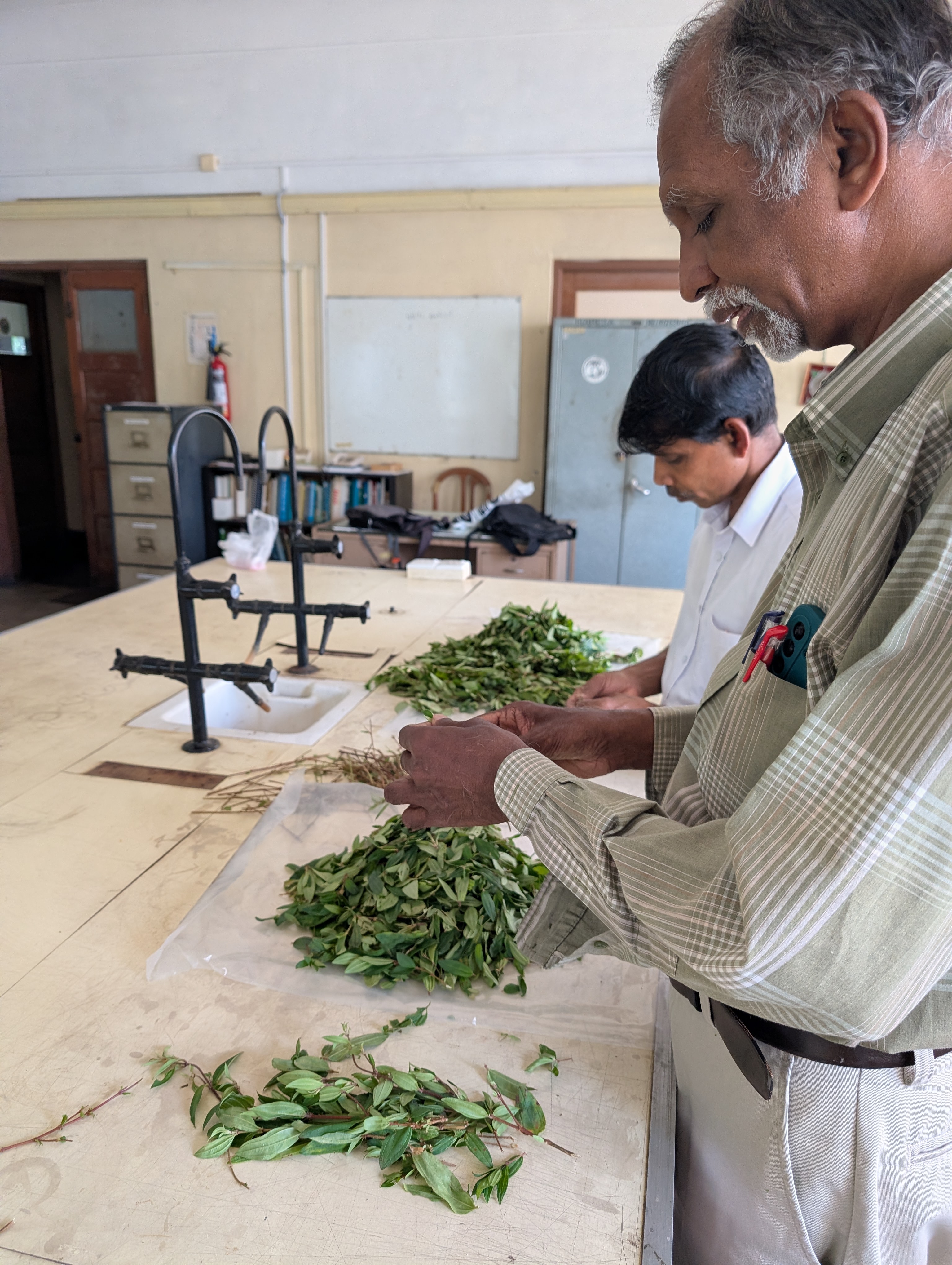 Researchers sorting tea-leaf batches before the monitoring experiment