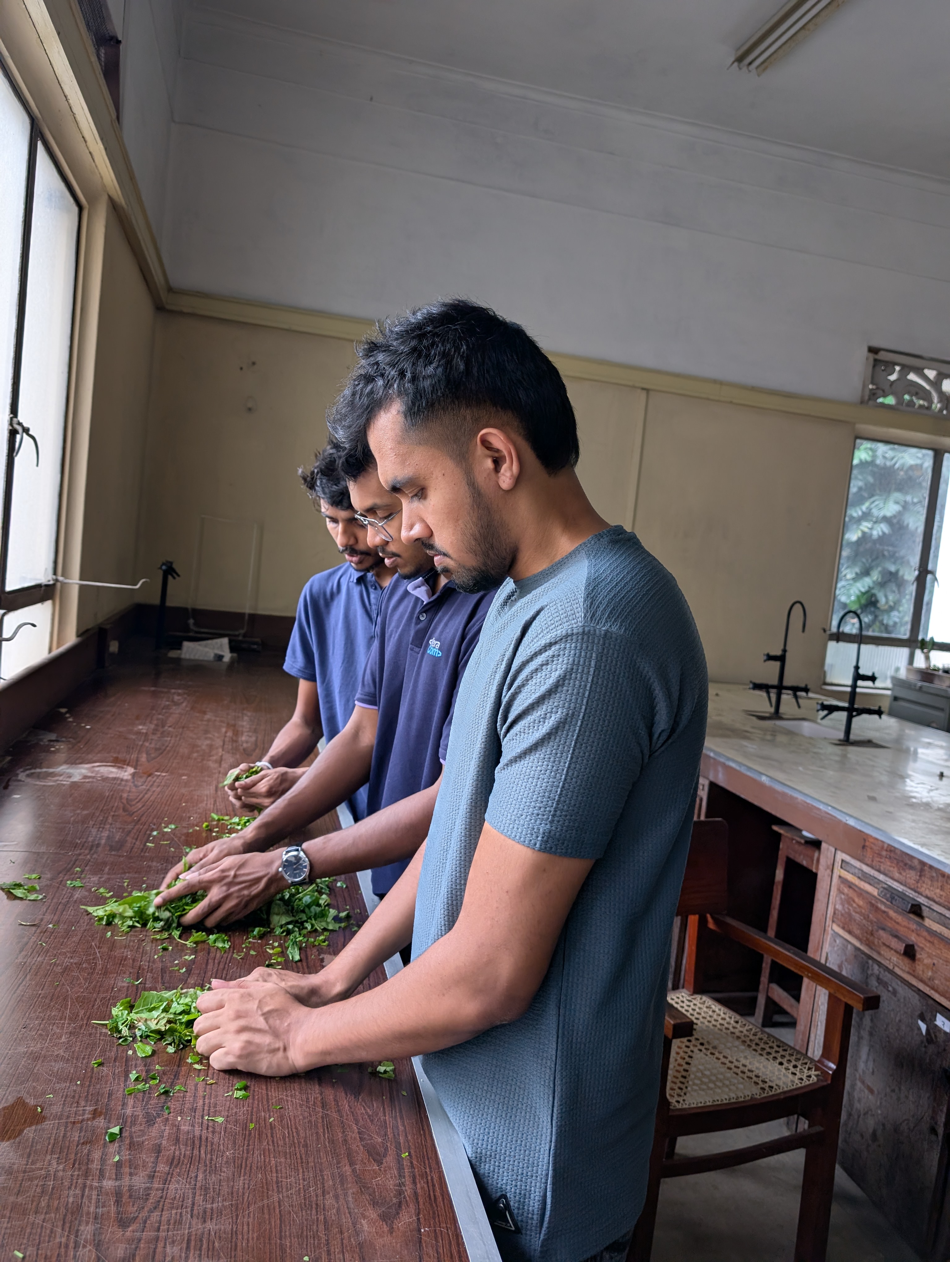 Spectra Leaf team members processing tea leaves together in the laboratory