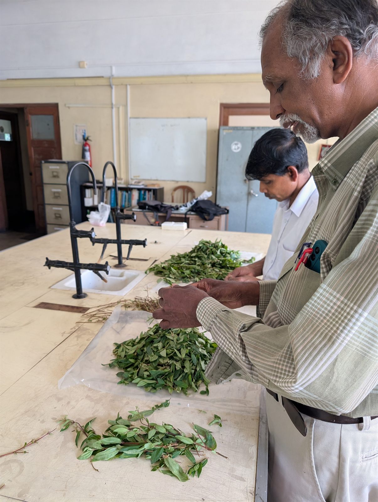 Researchers sorting tea-leaf batches before the monitoring experiment