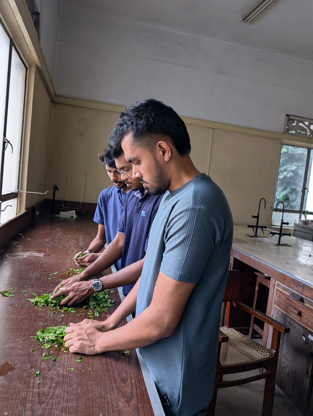 Spectra Leaf team members processing tea leaves together in the laboratory